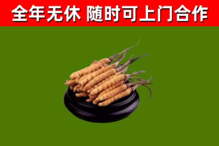 马鞍山烟酒回收冬虫夏草.jpg